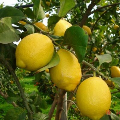 limoni siciliani