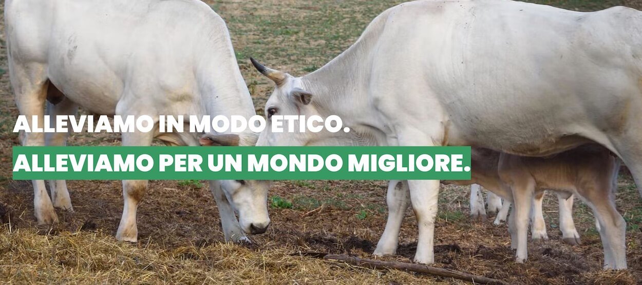 neve di maggio banner